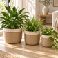 Seagrass Planters with White Rim, Set of 3